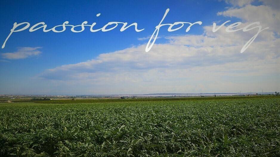 alcachofa-ole|bartolome ramirez_ole